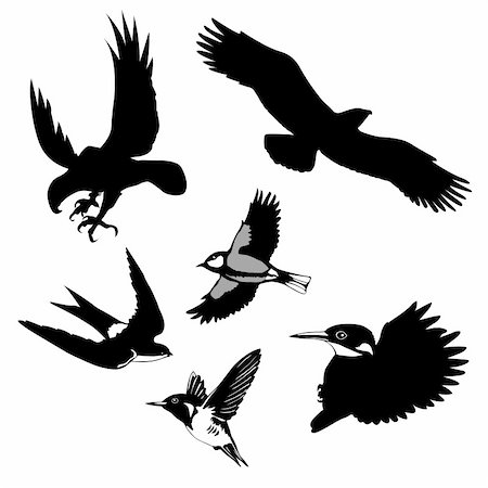 vector illustration of the birds on white background Photographie de stock - Aubaine LD & Abonnement, Code: 400-04734967