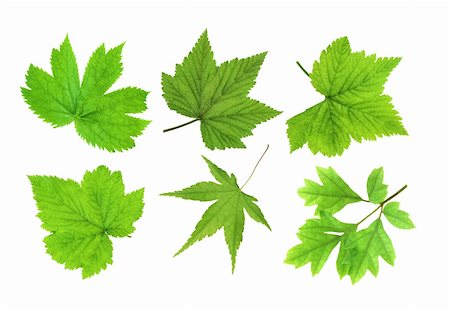 simsearch:400-05906470,k - Green spring leaves isolated on white background Photographie de stock - Aubaine LD & Abonnement, Code: 400-04735117