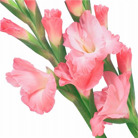 simsearch:700-00795524,k - pink gladiolus isolated on white background Foto de stock - Super Valor sin royalties y Suscripción, Código: 400-04735129