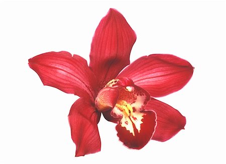 simsearch:400-04596018,k - Perfect red orchid isolated on white Stockbilder - Microstock & Abonnement, Bildnummer: 400-04735122