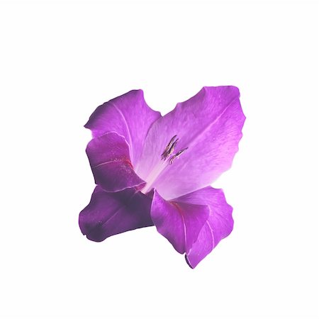 Violet beautiful gladiolus isolated on white background Foto de stock - Royalty-Free Super Valor e Assinatura, Número: 400-04735134