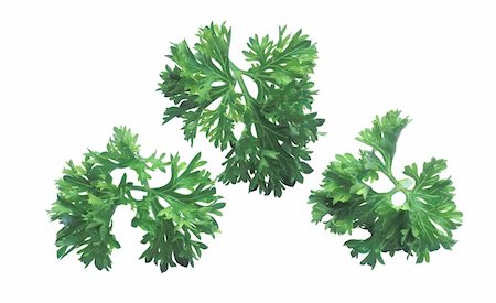 fresh herbs parsley isolated on white Stock Photo - Budget Royalty-Free & Subscription, Code: 400-04735161