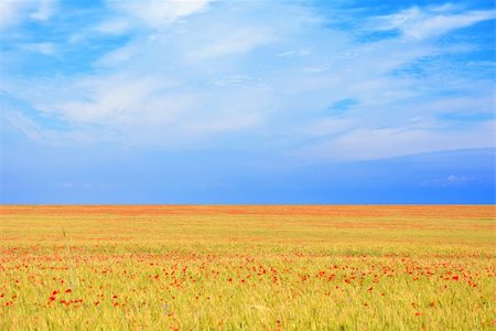 simsearch:400-07481137,k - field of poppies and perfect sunset Photographie de stock - Aubaine LD & Abonnement, Code: 400-04735188