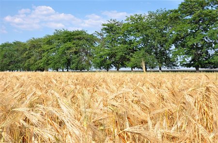 simsearch:400-04738350,k - Gold wheat field Photographie de stock - Aubaine LD & Abonnement, Code: 400-04735190