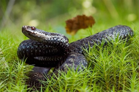 simsearch:400-07099921,k - The snake with has returned and prepares for a throw. Photographie de stock - Aubaine LD & Abonnement, Code: 400-04735641