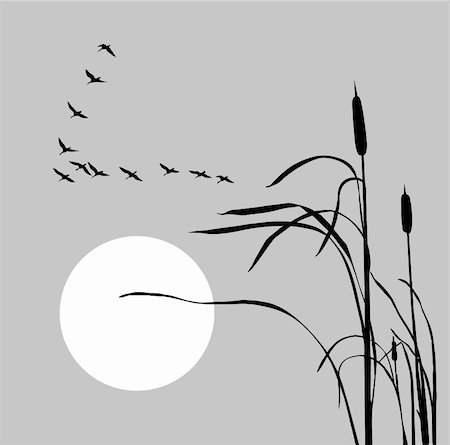 sedge grasses - vector drawing flock geese on bulrush Stock Photo - Budget Royalty-Free & Subscription, Code: 400-04735899