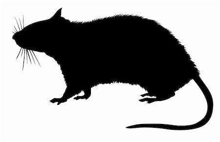 silhouette of the rat on white background Stock Photo - Budget Royalty-Free & Subscription, Code: 400-04735909
