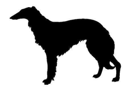 vector silhouette collie on white background Stock Photo - Budget Royalty-Free & Subscription, Code: 400-04735941