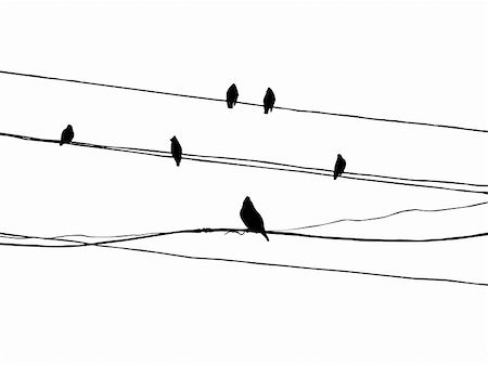 simsearch:400-07033341,k - birds to waxwings on wire Foto de stock - Super Valor sin royalties y Suscripción, Código: 400-04735974