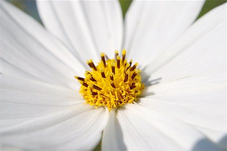 simsearch:400-05245245,k - closeup of white flower cosmos Foto de stock - Super Valor sin royalties y Suscripción, Código: 400-04736034