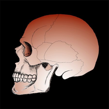 skeletal head drawing - Vector drawing of human skull sketch on the black background Stock Photo - Budget Royalty-Free & Subscription, Code: 400-04736143