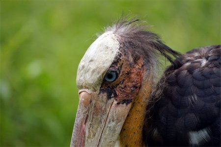 Marabou - the big bird living in natural conditions to Borneo. Stock Photo - Budget Royalty-Free & Subscription, Code: 400-04736192