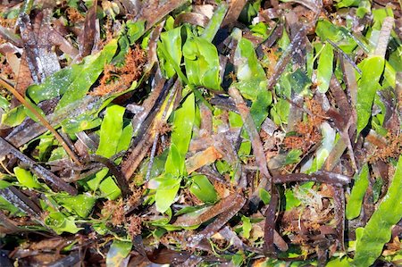 algae seaweed posidonia oceanica dried and green in mediterranean shore Photographie de stock - Aubaine LD & Abonnement, Code: 400-04736354