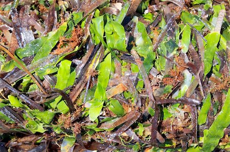 plankton - algae seaweed posidonia oceanica dried and green in mediterranean shore Photographie de stock - Aubaine LD & Abonnement, Code: 400-04736354