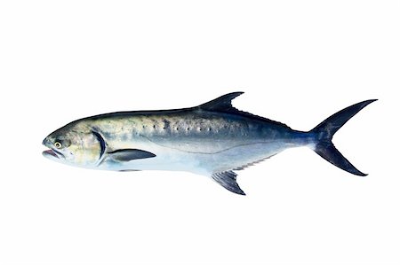 fresh blue fish - Garrick Lichia Amia Leerfish Leervis fish Jack isolated on white Stock Photo - Budget Royalty-Free & Subscription, Code: 400-04736351