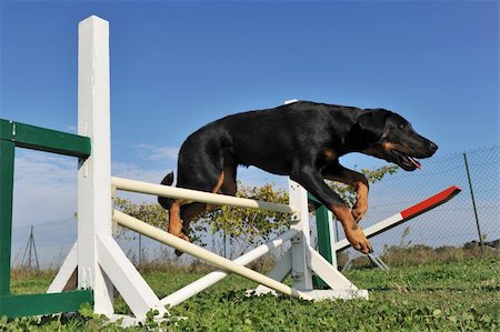 simsearch:400-05887877,k - young purebred french shepherd jumping  in a blue sky Photographie de stock - Aubaine LD & Abonnement, Code: 400-04736433