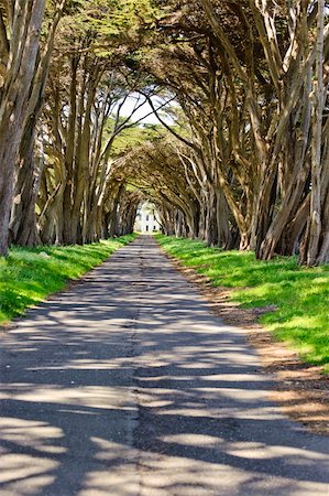 Point Reyes National Seashore, CA: A cypress drive way approaches the Historic RCA building (1929) that housed one of the most powerful radio transmitters of its era. The call sign was KPH. Foto de stock - Royalty-Free Super Valor e Assinatura, Número: 400-04736656