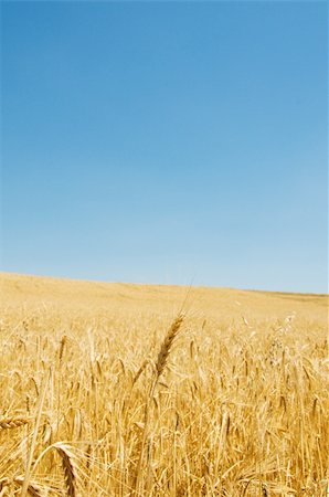simsearch:400-06093195,k - Wheat field on the bright summer day Fotografie stock - Microstock e Abbonamento, Codice: 400-04736724