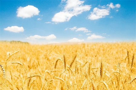 simsearch:400-05386601,k - Wheat field on the bright summer day Foto de stock - Super Valor sin royalties y Suscripción, Código: 400-04736726