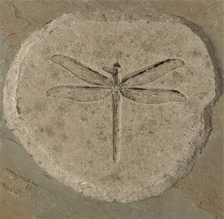Dragonfly fossil of Stenophlebia Amphitrite from a Jurassic Lake of 150 million years ago Stock Photo - Budget Royalty-Free & Subscription, Code: 400-04736739
