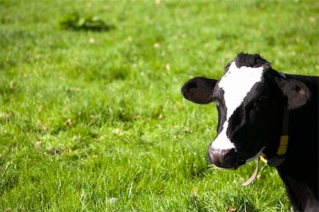 Dutch cow in the meadow Stock Photo - Budget Royalty-Free & Subscription, Code: 400-04736852