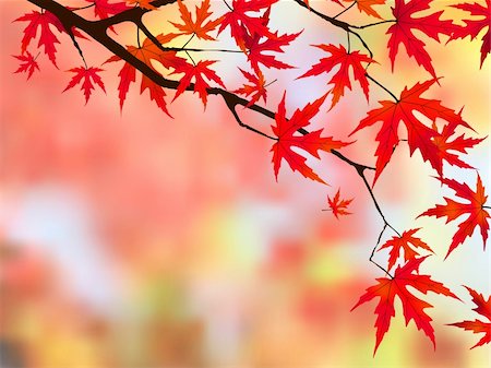 simsearch:400-08071243,k - Brilliant red leaves on a Japanese Maple. EPS 8 vector file included Stock Photo - Budget Royalty-Free & Subscription, Code: 400-04737046
