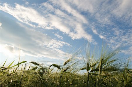 simsearch:400-04872162,k - field corn rye Stock Photo - Budget Royalty-Free & Subscription, Code: 400-04737048