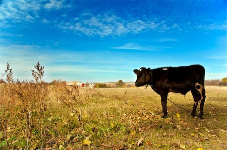 simsearch:400-04638918,k - The calf is grazing in a meadow in autumn day Photographie de stock - Aubaine LD & Abonnement, Code: 400-04737040