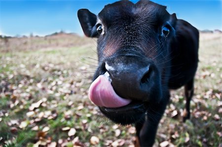 The calf puts out the tongue in a comic foreshortening Stock Photo - Budget Royalty-Free & Subscription, Code: 400-04737041