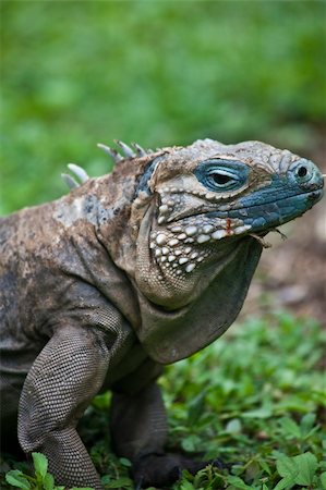 Blue Iguana Stock Photo - Budget Royalty-Free & Subscription, Code: 400-04737486