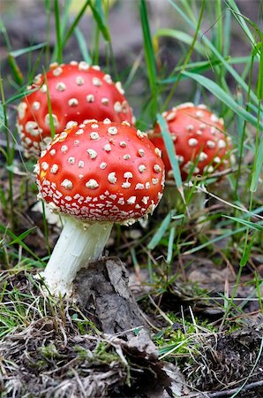 Detail of the fly poison amanita - poisonous mushroom Stock Photo - Budget Royalty-Free & Subscription, Code: 400-04737498