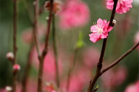 simsearch:400-05383537,k - Chinese new year decoration flower-peach blossom Stock Photo - Budget Royalty-Free & Subscription, Code: 400-04737742