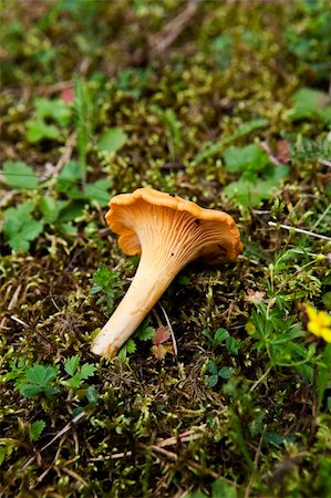 simsearch:649-07437090,k - Chantarelle in the forrest Photographie de stock - Aubaine LD & Abonnement, Code: 400-04737770