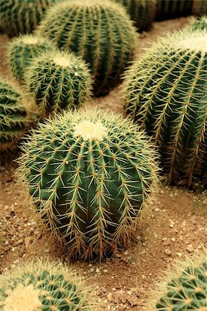 simsearch:400-04424294,k - cactus Stock Photo - Budget Royalty-Free & Subscription, Code: 400-04737771