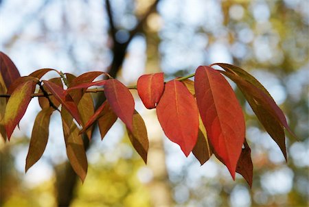 simsearch:400-04223847,k - Autumn branch with the turned yellow leaves Foto de stock - Super Valor sin royalties y Suscripción, Código: 400-04737925