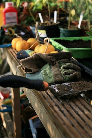 Organic Gardeners greenhouse in allotment Fotografie stock - Microstock e Abbonamento, Codice: 400-04737922