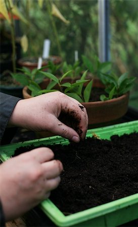 Organic Gardeners greenhouse in allotment Fotografie stock - Microstock e Abbonamento, Codice: 400-04737923