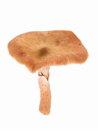 simsearch:400-07430898,k - Autumn mushroom isolated on the white Stockbilder - Microstock & Abonnement, Bildnummer: 400-04737937
