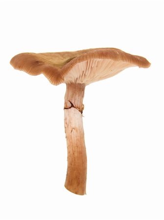 simsearch:400-07430898,k - Autumn mushroom isolated on the white Photographie de stock - Aubaine LD & Abonnement, Code: 400-04737939