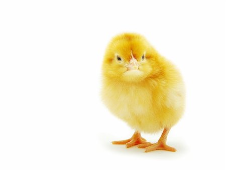 simsearch:400-05194519,k - Cute little baby chicken isolated on white background Foto de stock - Super Valor sin royalties y Suscripción, Código: 400-04738049