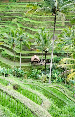 Rice paddies near Ubud in Bali, Indonesia Stock Photo - Budget Royalty-Free & Subscription, Code: 400-04738201