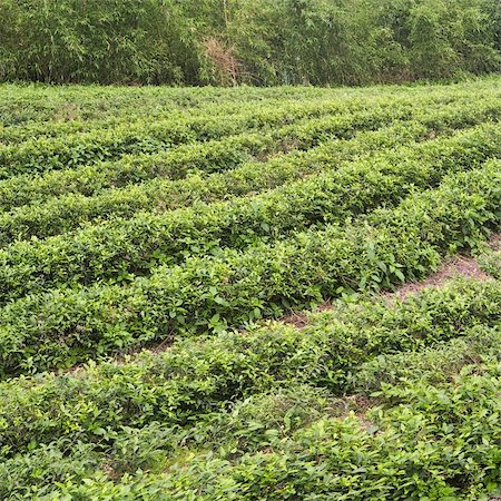 simsearch:400-05257169,k - Agricultural scenery of green farm of tea. Stock Photo - Budget Royalty-Free & Subscription, Code: 400-04738238