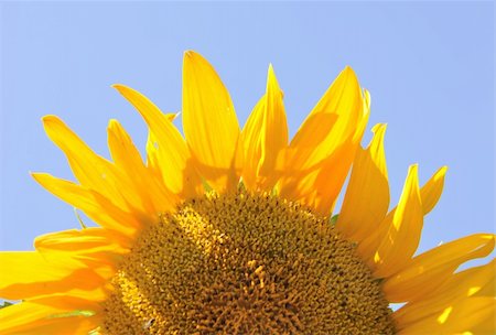 simsearch:400-06077674,k - bright sunflower over blue sky background Stock Photo - Budget Royalty-Free & Subscription, Code: 400-04738358