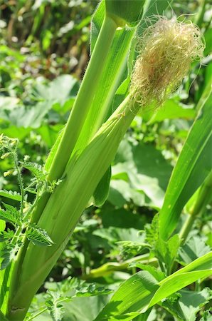 pic of popcorn on the cob - Green corn Stock Photo - Budget Royalty-Free & Subscription, Code: 400-04738359