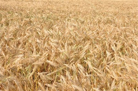 simsearch:400-04738350,k - Gold wheat field Photographie de stock - Aubaine LD & Abonnement, Code: 400-04738350
