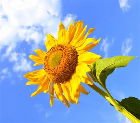 simsearch:400-04872162,k - sunflower and blue sky background Stock Photo - Budget Royalty-Free & Subscription, Code: 400-04738353