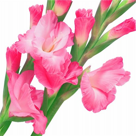 simsearch:700-00795524,k - pink gladiolus isolated on white background Foto de stock - Super Valor sin royalties y Suscripción, Código: 400-04738362