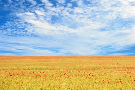 simsearch:400-07481137,k - field of poppies and perfect blue sky Photographie de stock - Aubaine LD & Abonnement, Code: 400-04738374