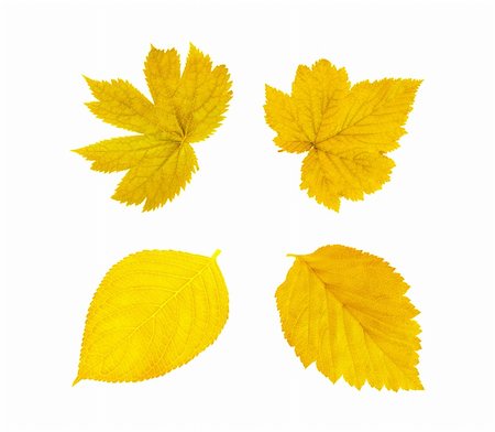 simsearch:400-05906470,k - Gold autumn leaves isolated on white Photographie de stock - Aubaine LD & Abonnement, Code: 400-04738386