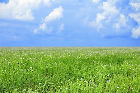 simsearch:400-07481137,k - Field of blue flowers and perfect blue sky Photographie de stock - Aubaine LD & Abonnement, Code: 400-04738397